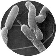 ピロリ菌写真